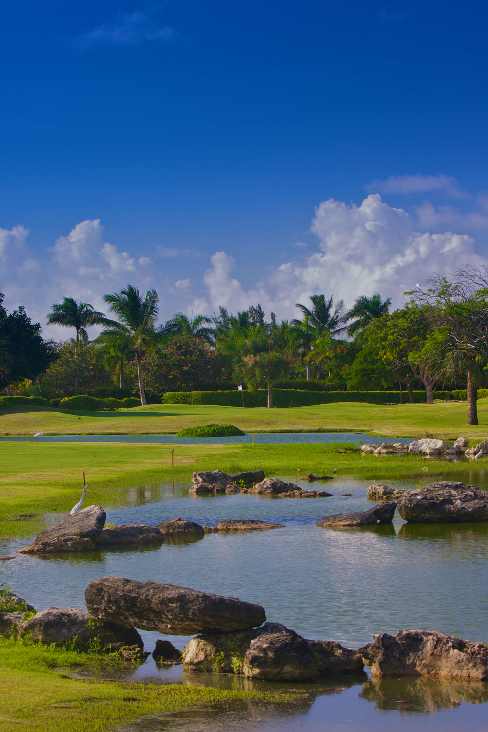 Cocotal Golf   Country Club