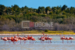 Lago Enriquillo 3 300x199