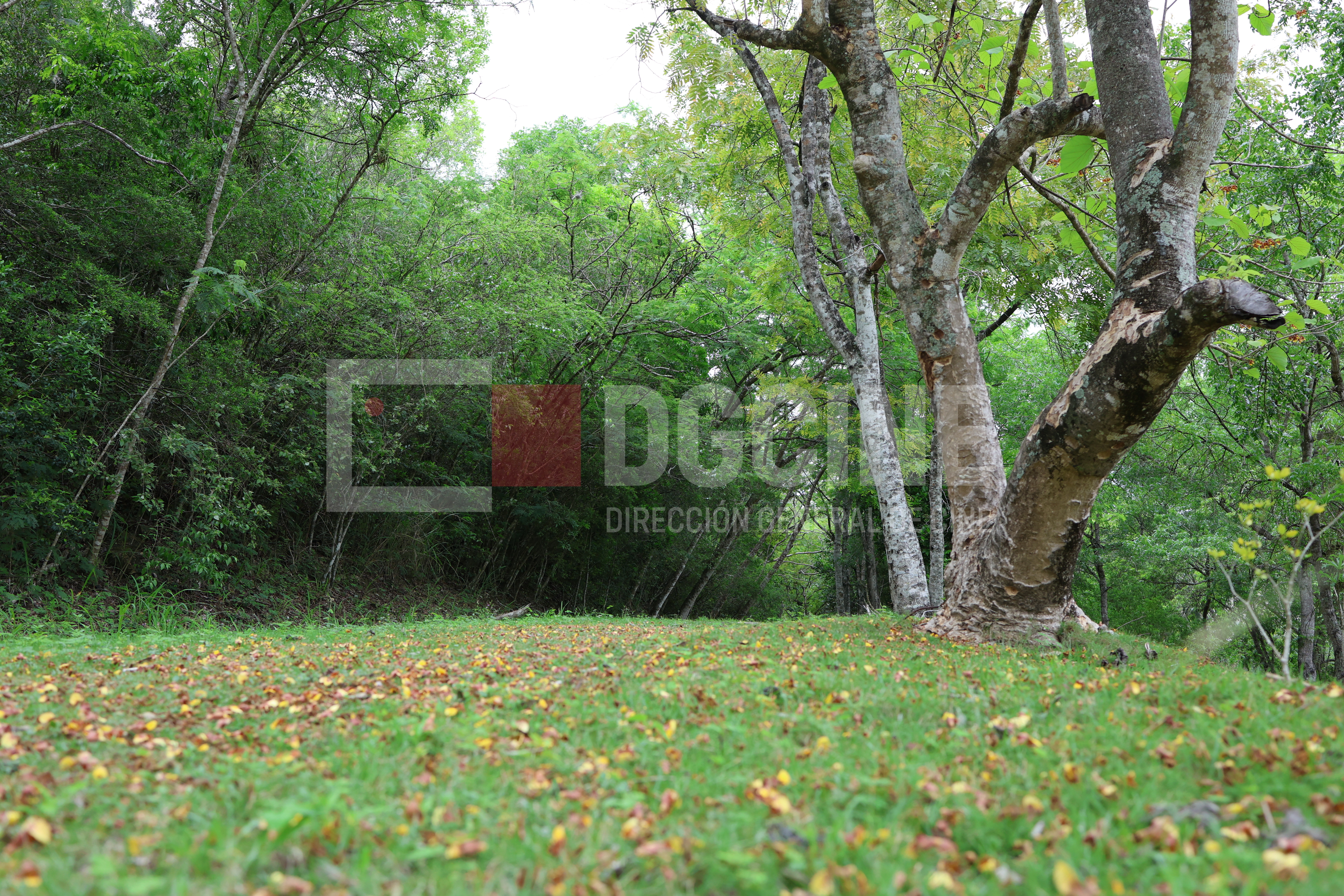 fundejanico 7R6A0531