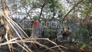Manglar de la Jina 1 300x169