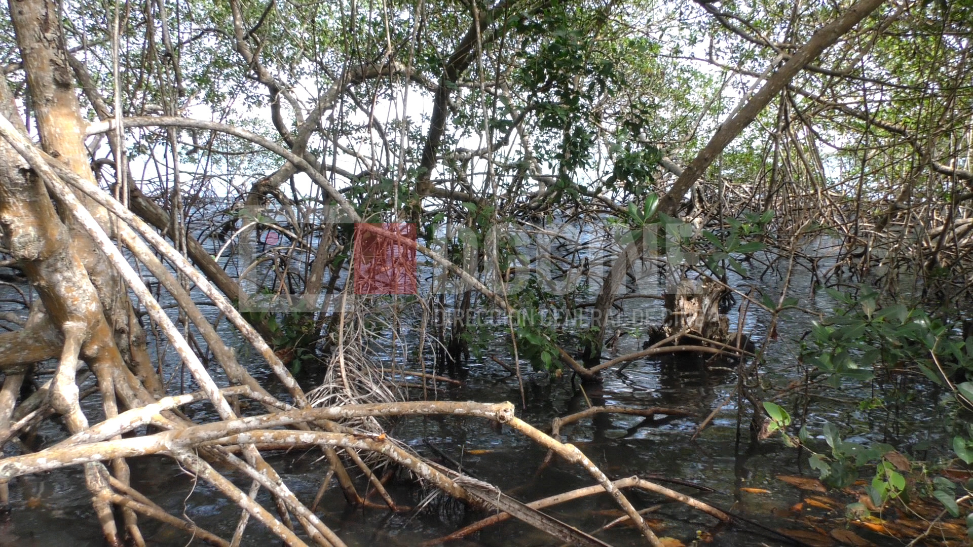Manglar de la Jina 1