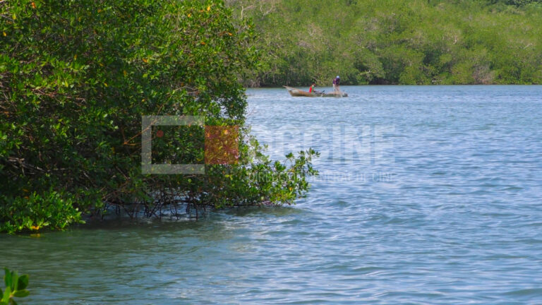 MAR3900Manglares de Jima 768x432